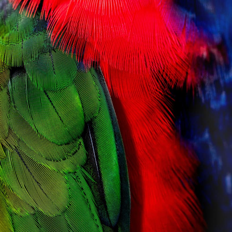 Red, green and blue feathers