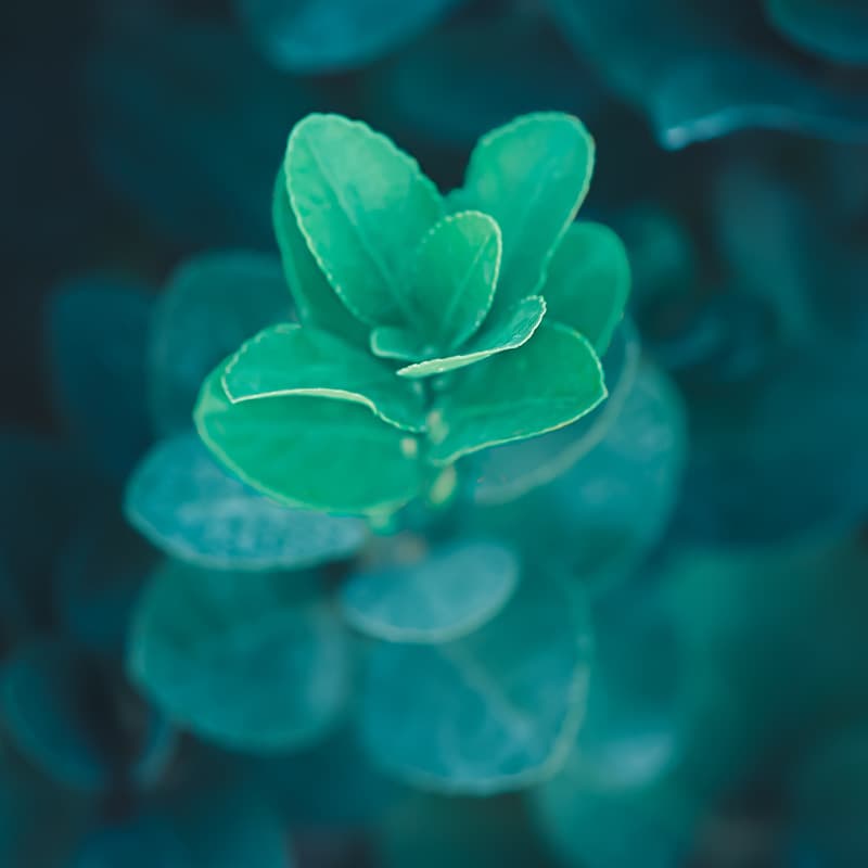 A green flower