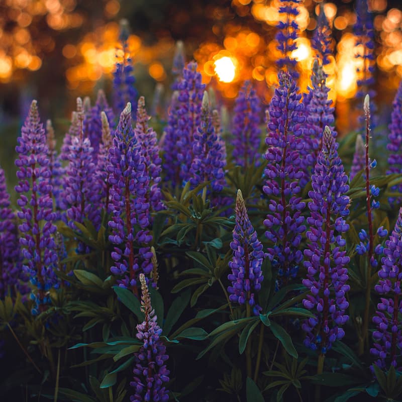 purple lavender flowers