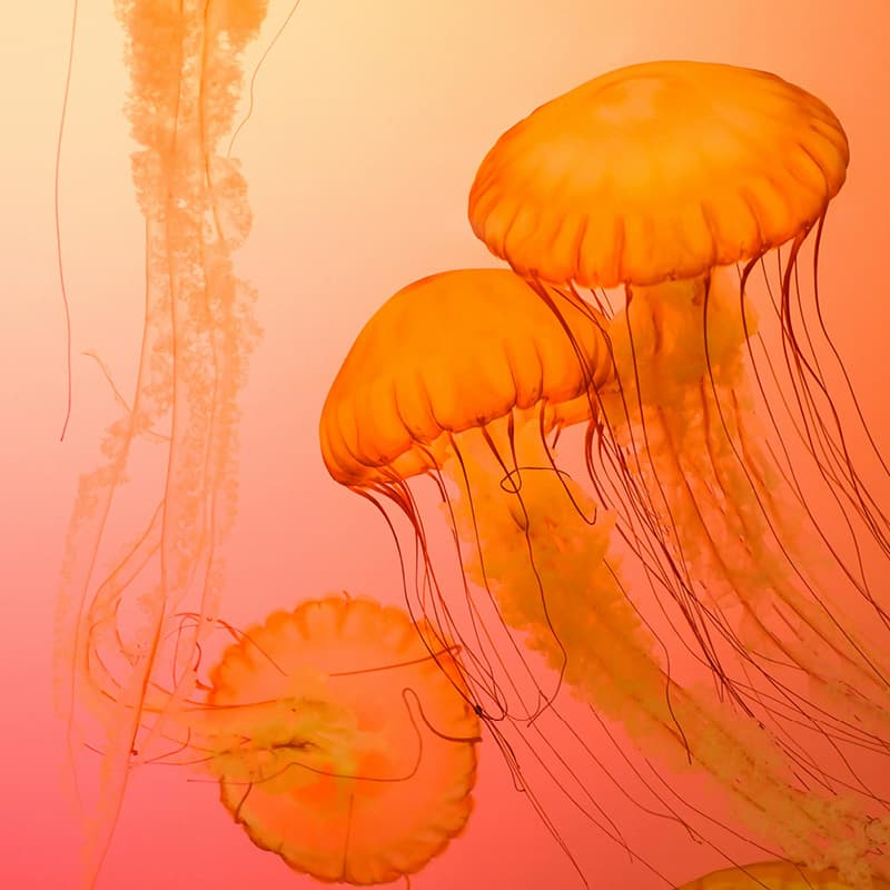 orange jellyfish