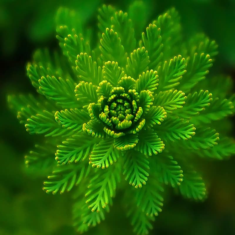 A green flower