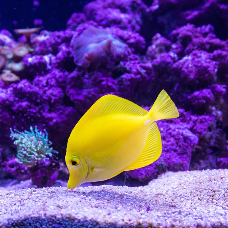 A yellow fish with purple underwater lighthing